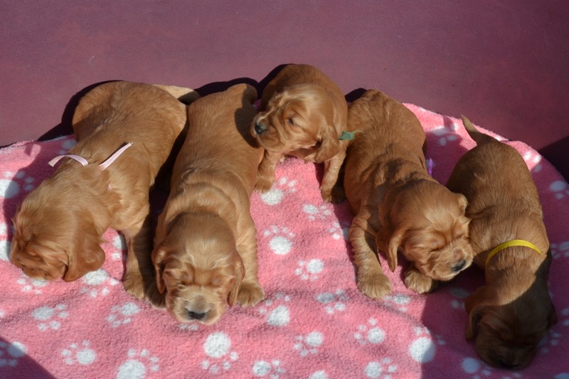 27-Idol, Icon, Ina, Ira, Iris.JPG